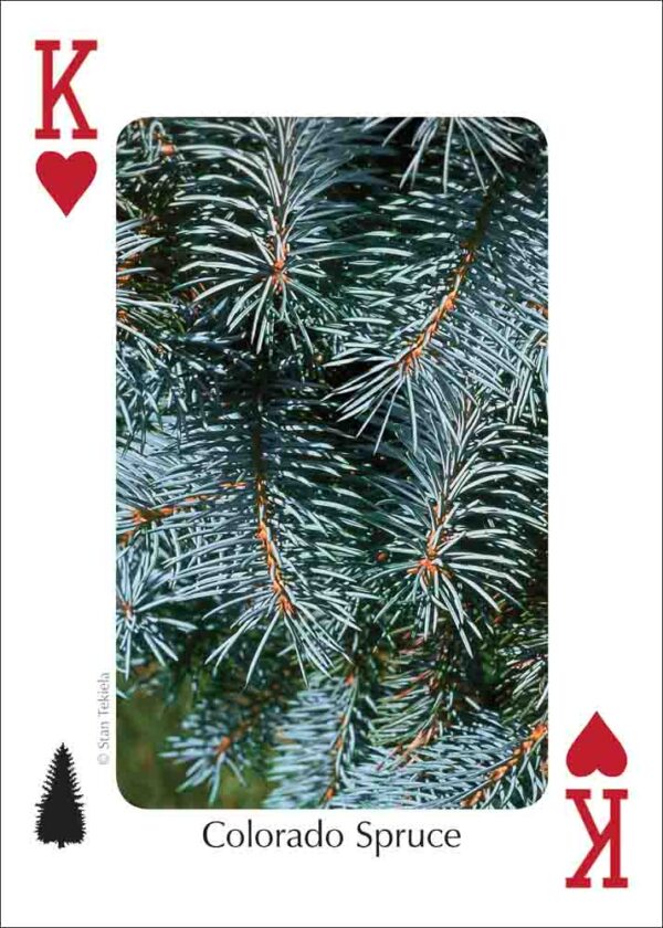 Trees of the Rocky Mountains Playing Cards - Image 4