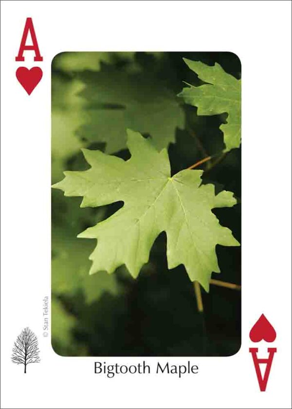 Trees of the Rocky Mountains Playing Cards - Image 5