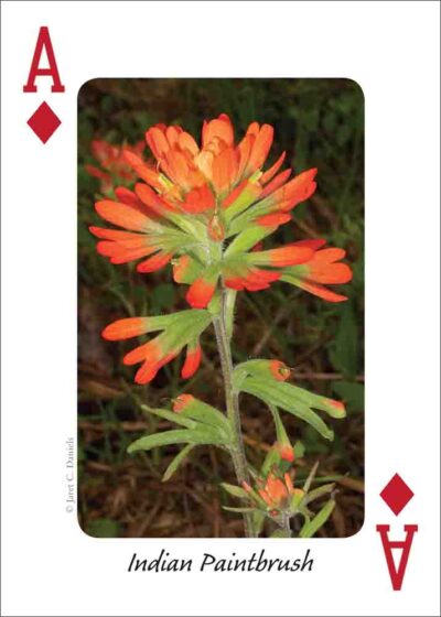Wildflowers of the Northeast Playing Cards - Image 2