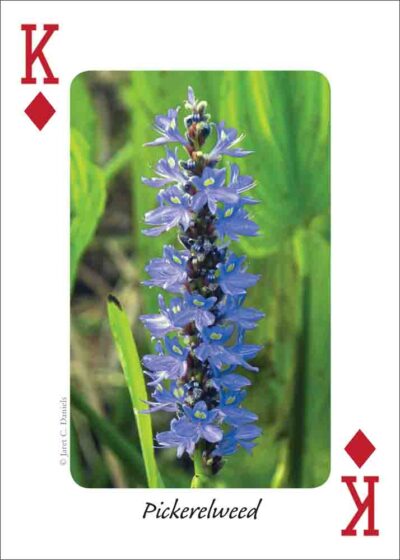 Wildflowers of the Northeast Playing Cards - Image 3