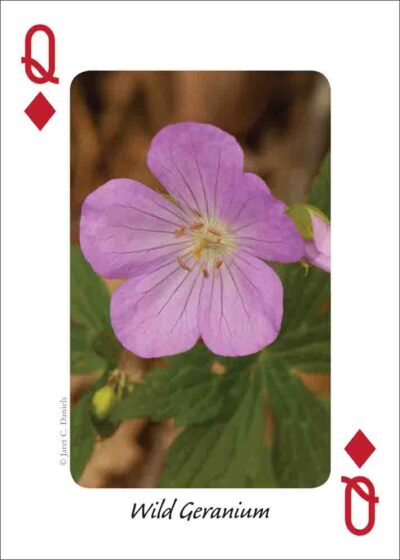 Wildflowers of the Northeast Playing Cards - Image 4