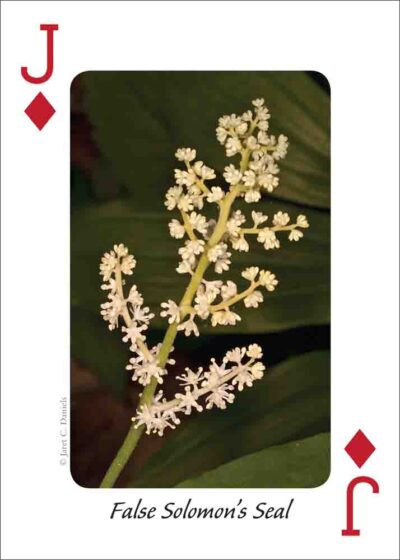 Wildflowers of the Northeast Playing Cards - Image 5