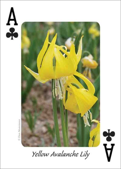 Wildflowers of the Northwest Playing Cards - Image 2