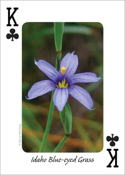 Wildflowers of the Northwest Playing Cards - Image 3