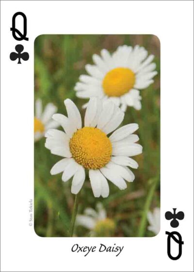 Wildflowers of the Northwest Playing Cards - Image 4