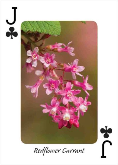 Wildflowers of the Northwest Playing Cards - Image 5