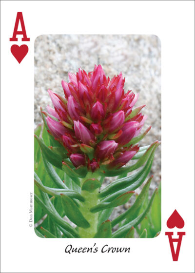 Wildflowers of the Rocky Mountains Playing Cards - Image 2