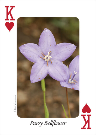 Wildflowers of the Rocky Mountains Playing Cards - Image 3