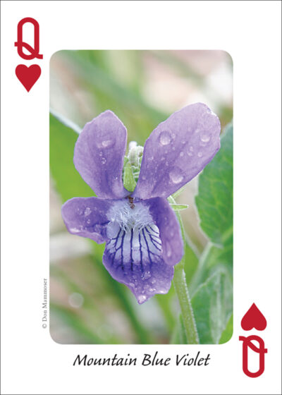 Wildflowers of the Rocky Mountains Playing Cards - Image 4