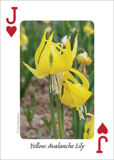 Wildflowers of the Rocky Mountains Playing Cards - Image 5