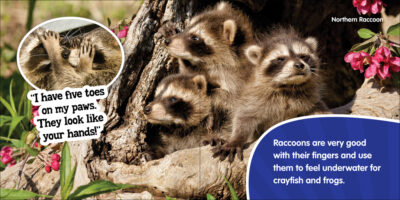 Paws & Claws - Image 5