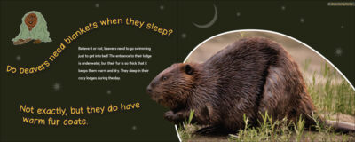 Do Beavers Need Blankets? - Image 2