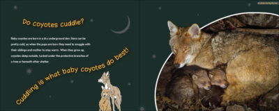 Do Beavers Need Blankets? - Image 3