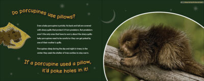 Do Beavers Need Blankets? - Image 4