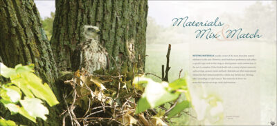 Bird Nests - Image 2