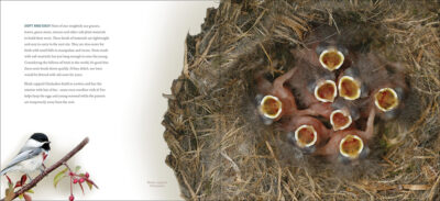 Bird Nests - Image 3