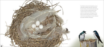 Bird Nests - Image 4