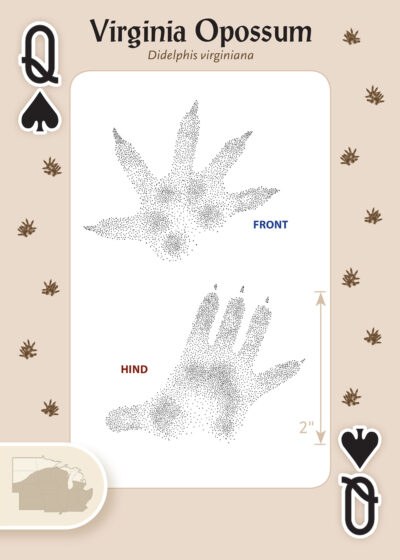 Animal Tracks of the Midwest Playing Cards - Image 2