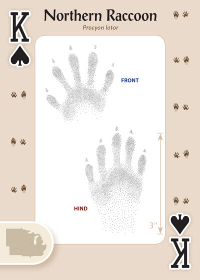Animal Tracks of the Midwest Playing Cards - Image 3