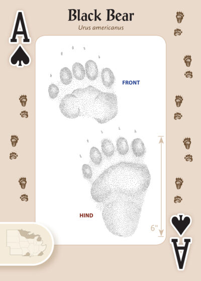 Animal Tracks of the Midwest Playing Cards - Image 4