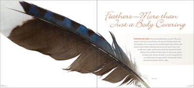 Feathers - Image 2