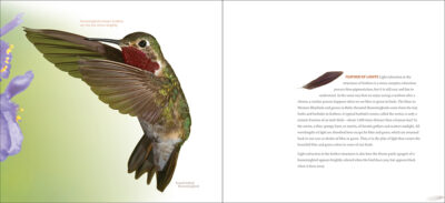 Feathers - Image 3