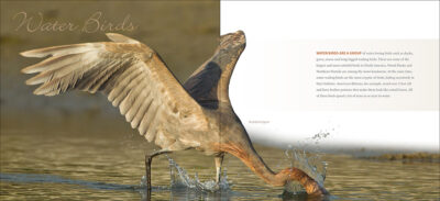 Feathers - Image 4