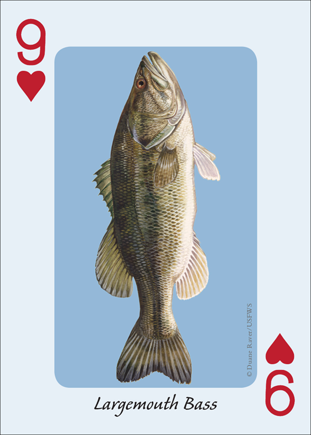 Fish of the Midwest Playing Cards