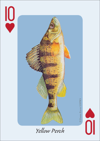 Fish of the Midwest Playing Cards - Image 3