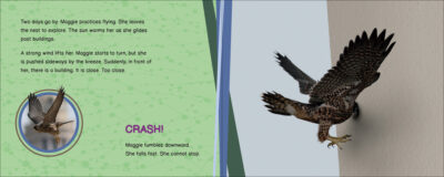 Maggie the One-Eyed Peregrine Falcon - Image 2