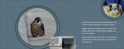 Maggie the One-Eyed Peregrine Falcon - Image 3