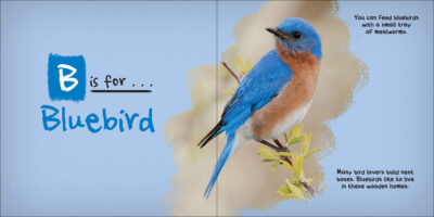 C is for Cardinal - Image 3