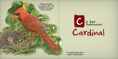 C is for Cardinal - Image 4