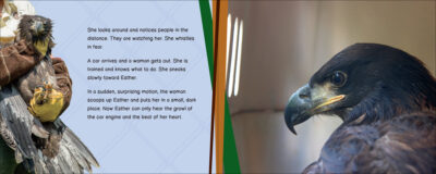 Esther the Eaglet - Image 2