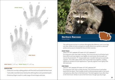 Animal Tracks of the Midwest Field Guide - Image 2