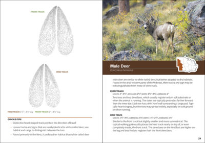 Animal Tracks of the Midwest Field Guide - Image 4