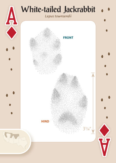 Animal Tracks of the Southwest Playing Cards - Image 2