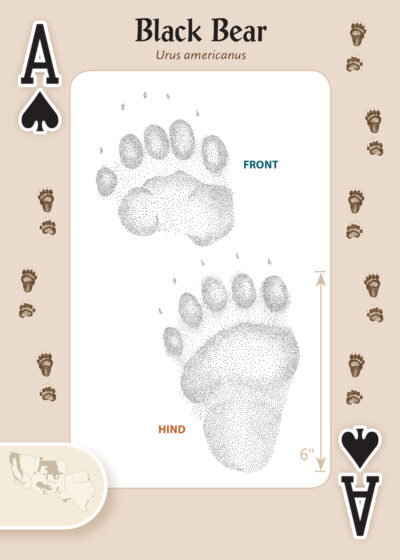 Animal Tracks of the Southwest Playing Cards - Image 3
