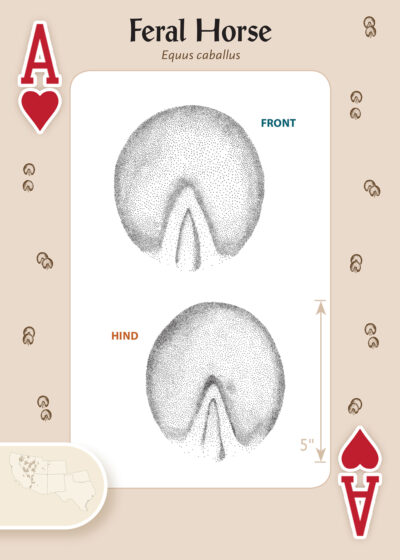 Animal Tracks of the Southwest Playing Cards - Image 4