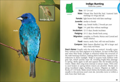 Birds of New Hampshire & Vermont Field Guide - Image 2