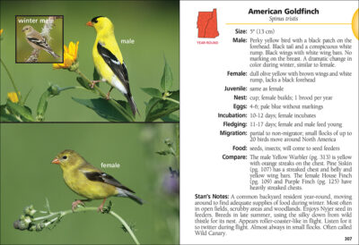 Birds of New Hampshire & Vermont Field Guide - Image 4