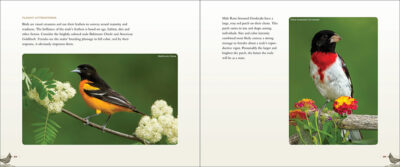 Backyard Birds - Image 2