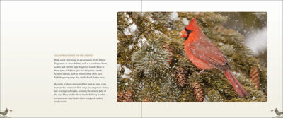 Backyard Birds - Image 3