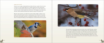 Backyard Birds - Image 4