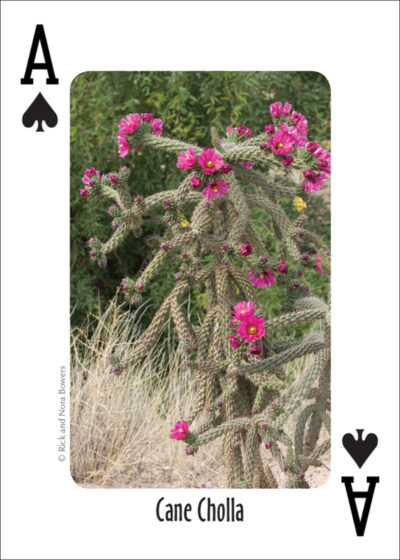 Cactus of the Southwest Playing Cards - Image 2