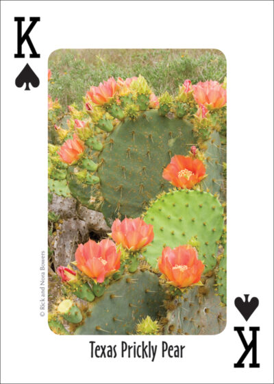 Cactus of the Southwest Playing Cards - Image 3