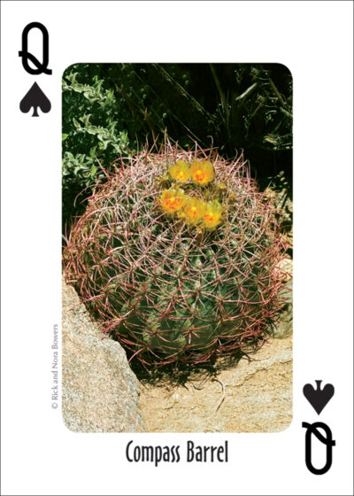 Cactus of the Southwest Playing Cards - Image 4