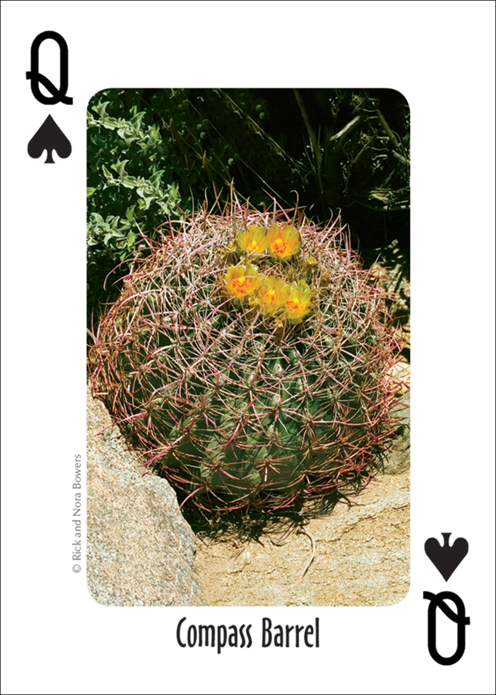 Southwest Cactus | Retirement Card