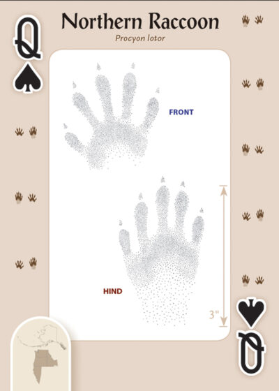 Animal Tracks of the Northwest Playing Cards - Image 2