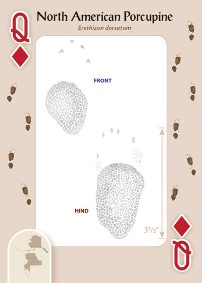 Animal Tracks of the Northwest Playing Cards - Image 3
